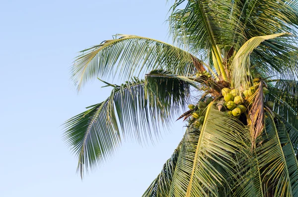 Coconut tree with blue sky background hanging coconut — Stock Photo, Image