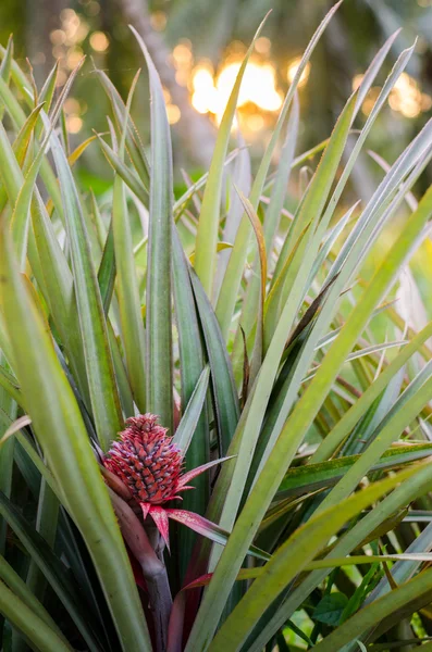 Bitki büyüyen egzotik genç ananas