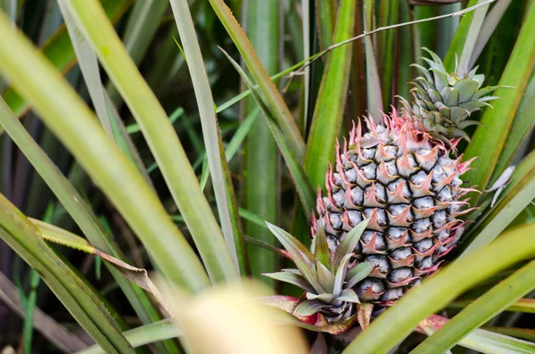 Bitki büyüyen egzotik genç ananas