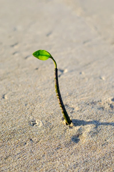 Plajda tek başına büyüyen mangrov bitki bud