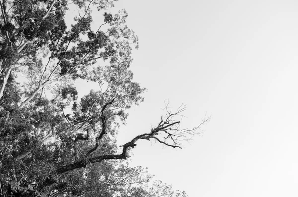 Árbol blanco y negro con ramas que apuntan a copiar el espacio retroiluminado del fondo del cielo — Foto de Stock