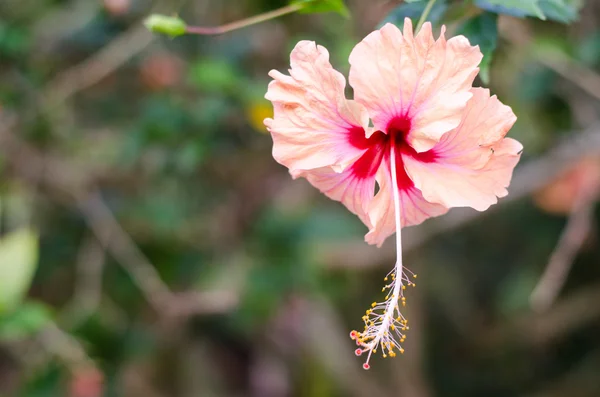 Ağaç üzerinde asılı güzel pembe ebegümeci