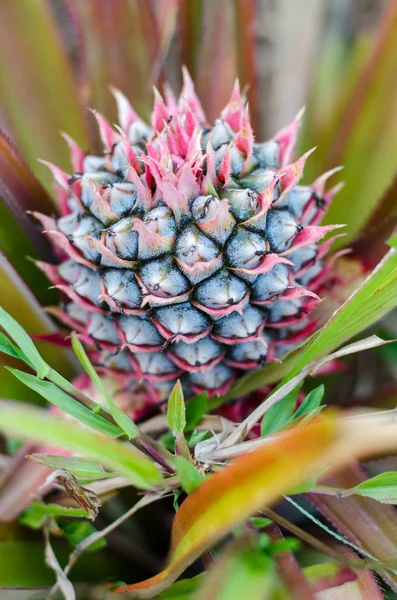 Egzotik genç ananas kadar kapatın