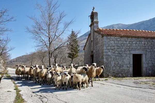 Rebaño de ovejas e iglesia — Foto de Stock