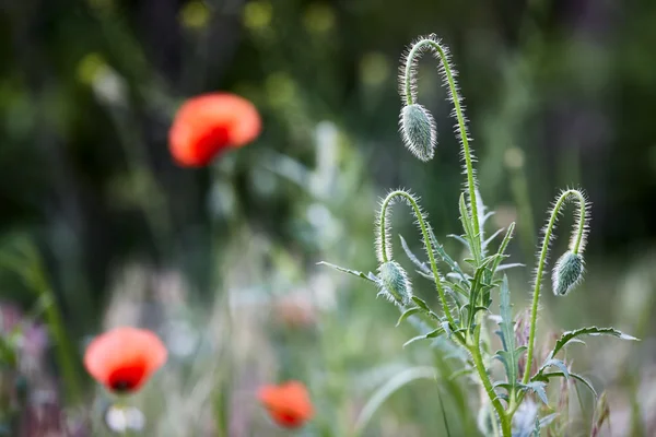 Wild red poppy buds — Stock Photo, Image