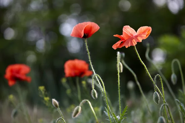 Vilda röda vallmo blommor — Stockfoto