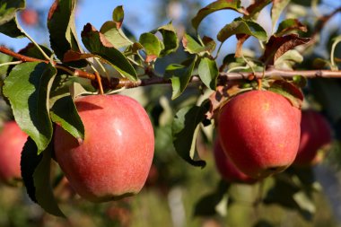 Bir ağaç üzerinde kırmızı olgun elma görünümü kapatın