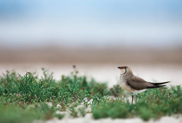 Pratincole à collier dans les plantes — Photo