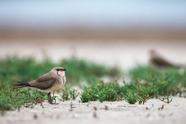 Collared pratincole in plants — Stock Photo, Image