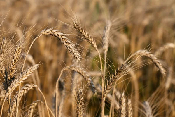 Ripe ear of wheat — Stock Photo, Image