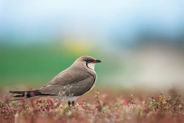 Kırmızımsı tesislerinde yakalı pratincole