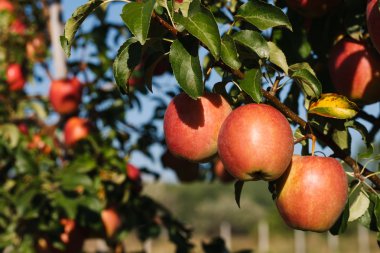 Olgun bir elma ağaçta