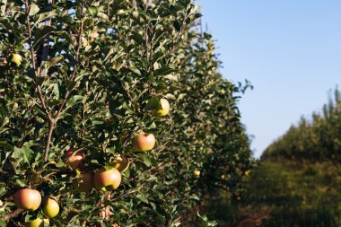 Bahçede olgun elmalar