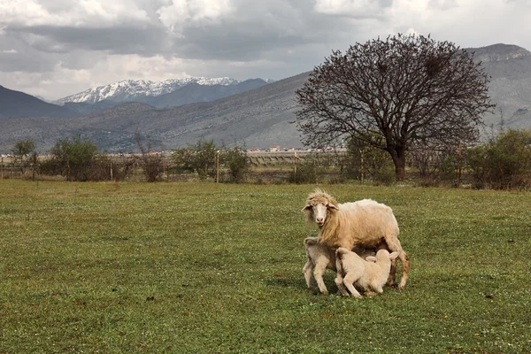 Ovejas con corderos sobre un fondo montañoso — Foto de Stock