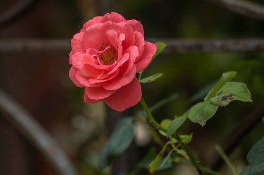 Doğal yeşil arkaplanda kırmızı gül