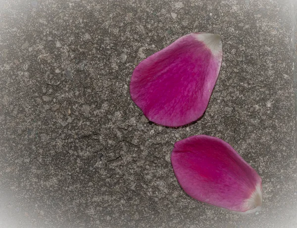 Fuchsia Rosenblätter Auf Teerartigem Hintergrund Mit Platz Für Text — Stockfoto