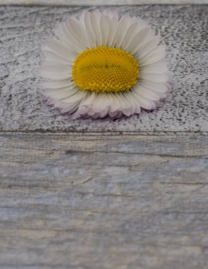 Ahşap arka planda papatya çiçeği