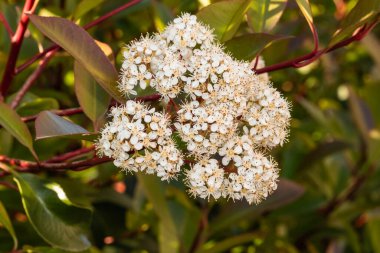 Yeşil arka planda küçük beyaz çiçekler