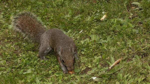 Gray Squirrel Green Background — 스톡 사진