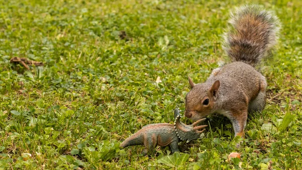 Šedá Veverka Zvědavě Blíží Malé Plastové Hračky Dinosaurus — Stock fotografie