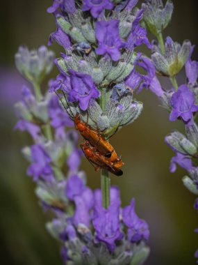 Mor lavandula üzerinde çiftleşen böcekler