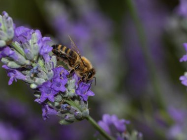 Mor çiçekteki arıya yaklaş.