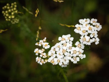 Achillea çiçeği yeşil arkaplanda yakın plan görüntüsü