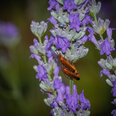 böceğin mor lavanta üzerindeki makro görüntüsü