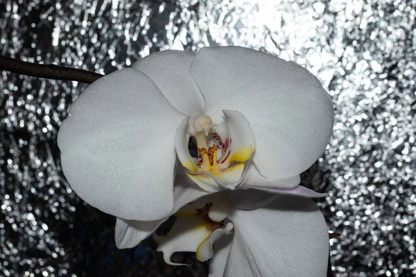 Fehér Orchidea Elmosódott Alumínium Háttér — Stock Fotó