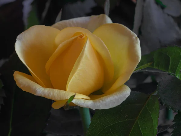 Yellow Rose Flower Dark Background — Stock Photo, Image