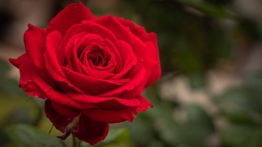 Kırmızı gül, yeşil arka planda izole edilmiş.