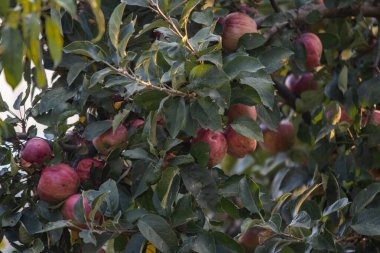 Kırmızı meyveli elma ağacı