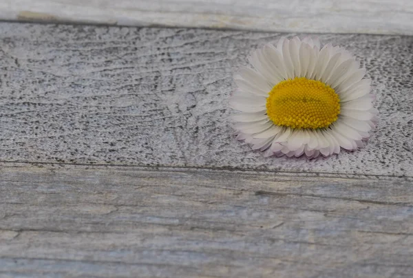 Flor Margarita Aislada Sobre Fondo Madera —  Fotos de Stock