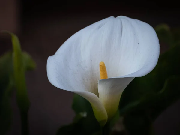 Färgad Blomma Isolerad Naturlig Bakgrund — Stockfoto