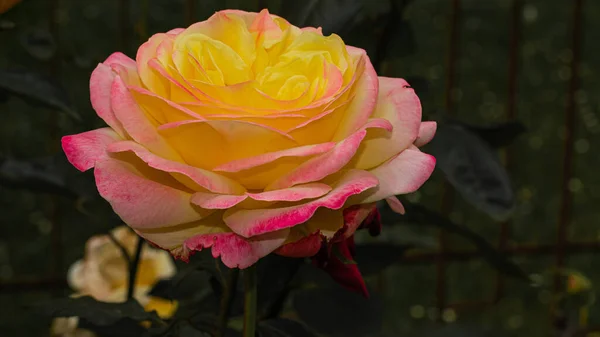 Colored Rose Flower Isolated Dark Background — Stock Photo, Image
