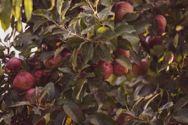 bir elma ağacı üzerinde kırmızı elmalar