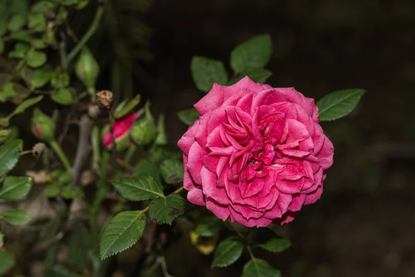 Roze Roos Bloem Tuin Met Natuurlijke Achtergrond — Stockfoto