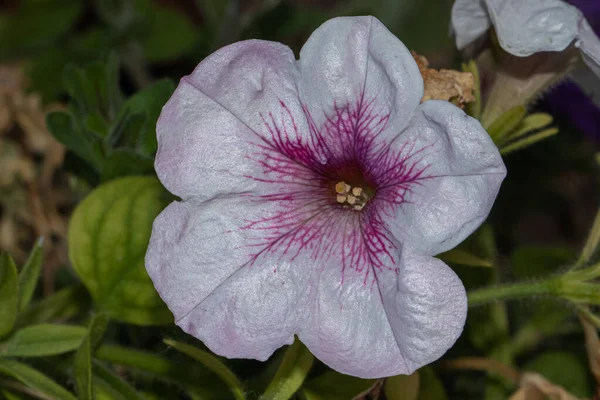 Kolorowy Kwiat Izolowany Naturalnym Tle — Zdjęcie stockowe