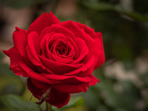 Red Rose Flower Dark Background — Stock Photo, Image