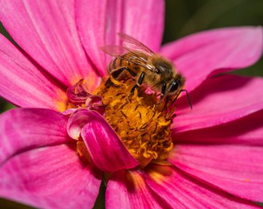 Pembe bir yıldız çiçeğini tozlayan bir bal arısının detaylı makrosu. Böcek orta beslenme esnasında yakalanır, hassas kanatları, tüylü vücudu ve yoğun çiçek dokusunu vurgular. Eğitici ya da çevresel görseller için mükemmel