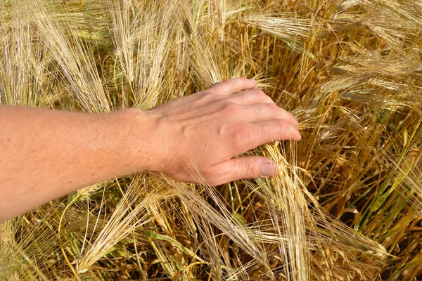 Χέρι Ενός Άντρα Αγγίζει Αυτιά Ώριμου Σιταριού Χρόνος Συγκομιδής — Φωτογραφία Αρχείου