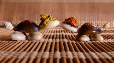 İki hatıra kabuklu kaplumbağa. Uzun zamandır beklenen bir toplantının sembolü..