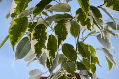 Mavi arka planda yeşil çiçek yaprakları.