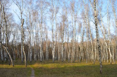 Birch Grove 'dan sonbahar parkı