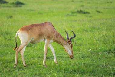 Hartebeest (antilop) Maasai Mara milli parkında otlatma (