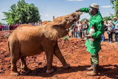 NAIROBI, KENYA - JUNE 22, 2015: Sheldrick Elephant Orphanage in  clipart