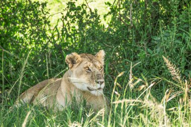 Lioness resting in the bushes in the Maasai Mara national park w