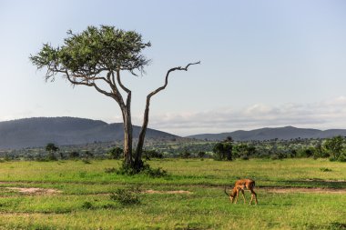 Impala büyük bir ağaç ile Maasai Mara milli parkta otlatma 