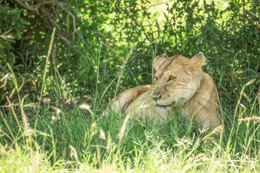 Lioness resting in the bushes in the Maasai Mara national park w