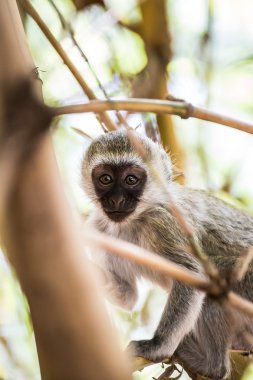 Bebek vervet maymun Amboseli na ağaçta oynamaya